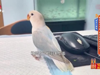 地宝小课堂——鹦鹉乖巧可爱 我们如何科学饲养？