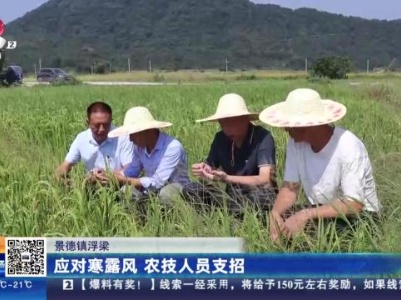 景德镇浮梁：应对寒露风 农技人员支招