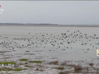 约两万只冬候鸟迁抵鄱阳湖都昌湖区