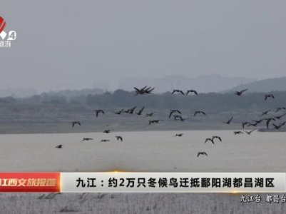 九江：约2万只冬候乌迁抵鄱阳湖都昌湖区