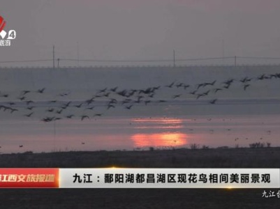 九江：鄱阳湖都昌湖区现花鸟相间美丽景观