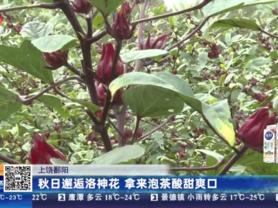 上饶鄱阳：秋日邂逅洛神花 拿来泡茶酸甜爽口