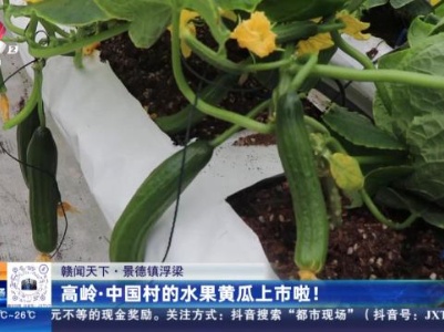【赣闻天下】景德镇浮梁：高岭·中国村的水果黄瓜上市啦！