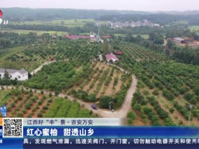 【江西好“丰”景】吉安万安：红心蜜柚 甜透山乡