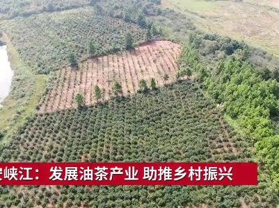 吉安峡江：发展油茶产业 助推乡村振兴
