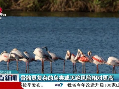 骨骼更复杂的鸟类或灭绝风险相对更高