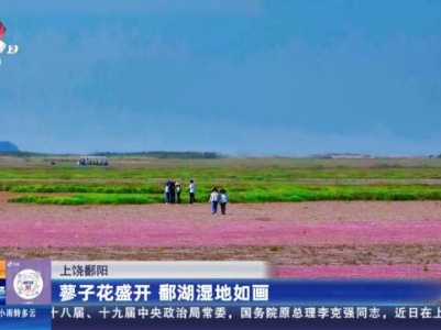 上饶鄱阳：蓼子花盛开 鄱湖湿地如画