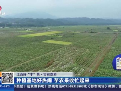【江西好“丰”景】吉安泰和：种植基地好热闹 芋农采收忙起来