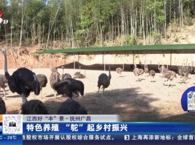 【江西好“丰”景】抚州广昌：特色养殖 “鸵”起乡村振兴