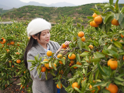 九江：超赞~持续一个月！庐山西海第16届易家河柑橘采摘节暨第三届柘林镇美食文化节将于10月20日开幕