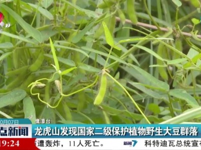 龙虎山发现国家二级保护植物野生大豆群落