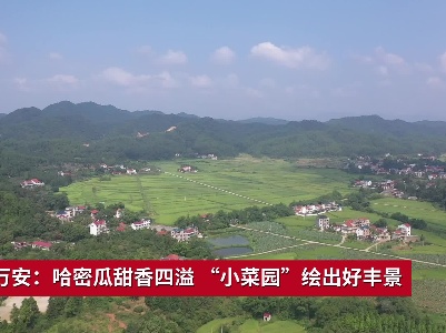 吉安万安：哈密瓜甜香四溢 “小菜园”绘出好丰景