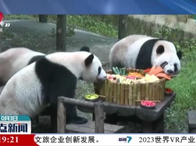 重庆：网红大熊猫“四喜丸子”吃火锅