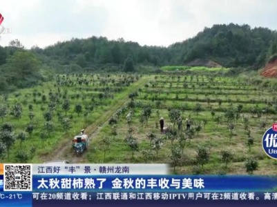 【江西好“丰”景】赣州龙南：太秋甜柿熟了 金秋的丰收与美味