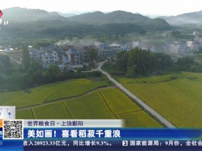 【世界粮食日】上饶鄱阳：美如画！喜看稻菽千重浪