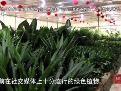 种生活——网红绿植推荐
