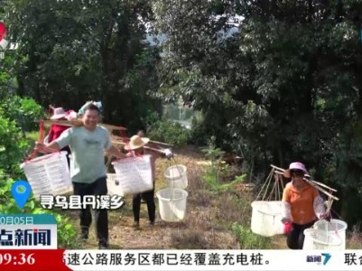 【赣鄱大地喜丰收】这里的蜜桔“特早熟”