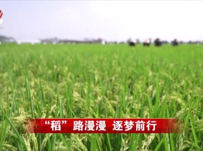 社会传真20231002 “稻”路漫漫 逐梦前行