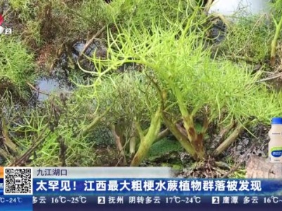 九江湖口：太罕见！江西最大粗梗水蕨植物群落被发现