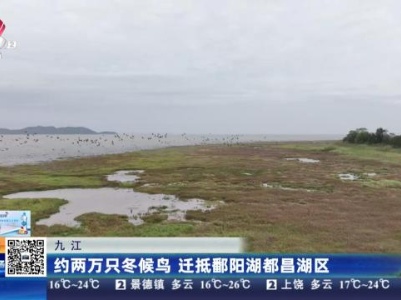 九江：约两万只冬候鸟 迁抵鄱阳湖都昌湖区