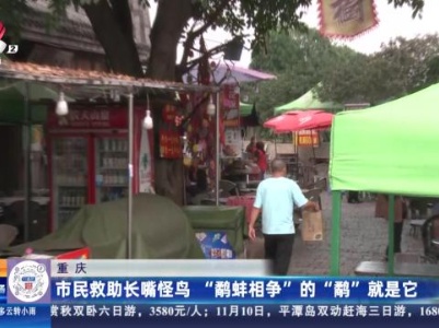 重庆：市民救助长嘴怪鸟 “鹬蚌相争”的“鹬”就是它