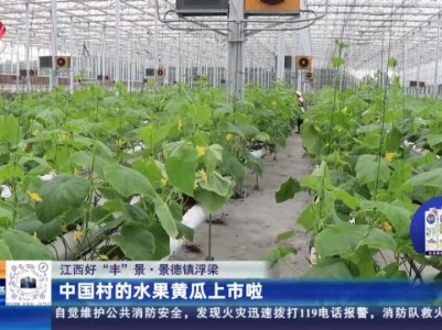 【江西好“丰”景】景德镇浮梁：中国村的水果黄瓜上市啦