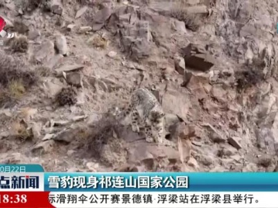 雪豹现身祁连山国家公园