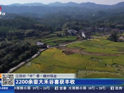 【江西好“丰”景】赣州瑞金：2200余亩大禾谷喜获丰收