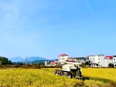 吉安永新：晚稻喜开镰 良田好“丰景”
