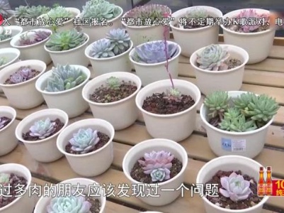 你知道吗——多肉术语