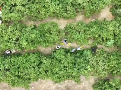 【赣鄱大地喜丰收】桔满枝头 甜上心头