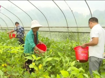 【新闻晚高峰】【国庆里的丰收季 乡村振兴“丰”景好】湖口：“豆虫共生”走上致富路