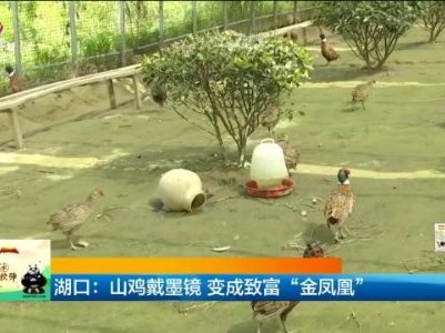 湖口：山鸡戴墨镜 变成致富“金凤凰”