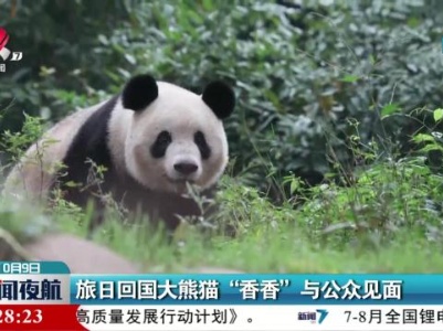 旅日回国大熊猫“香香”与公众见面