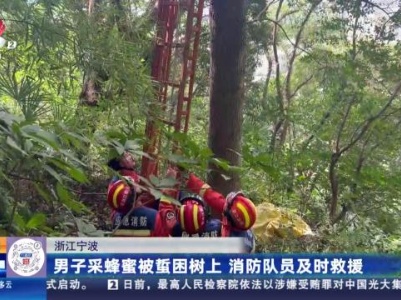 浙江宁波：男子采蜂蜜被蜇困树上 消防队员及时救援