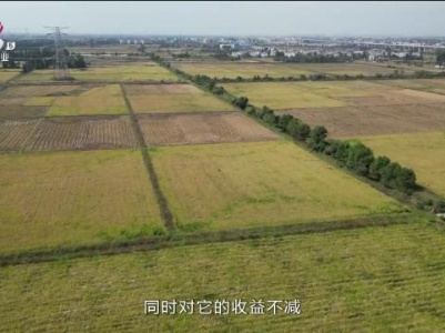 三农头条20231031