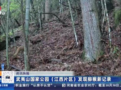 武夷山国家公园（江西片区）发现猕猴新记录