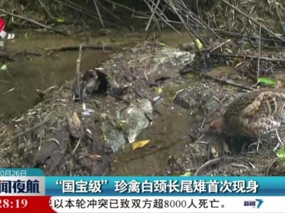“国宝级”珍禽白颈长尾雉首次现身