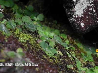 赣州九连山保护区发现苦苣苔科植物新种——弧冠报春苣苔