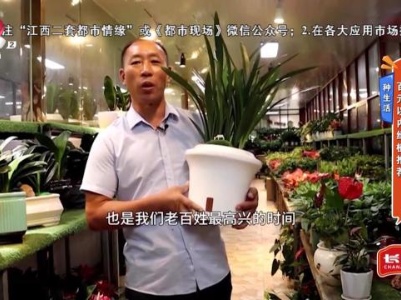 种生活——百元以内绿植推荐