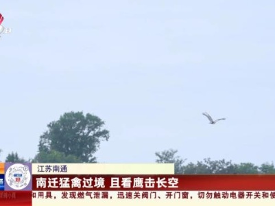 江苏南通：南迁猛禽过境 且看鹰击长空