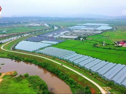 【赣鄱大地喜丰收】吉安：滩涂地里长出“甜蜜果”