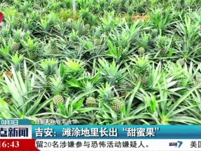 【赣鄱大地喜丰收】吉安：滩涂地里长出“甜蜜果”