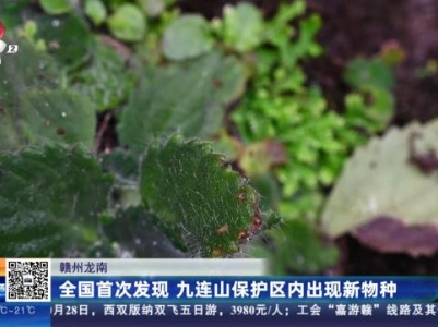 赣州龙南：全国首次发现 九连山保护区内出现新物种