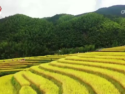 【传达学习贯彻习近平总书记考察江西重要讲话精神】加快建设农业强省 推进农业农村现代化
