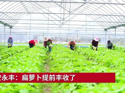吉安永丰：扁萝卜提前丰收了