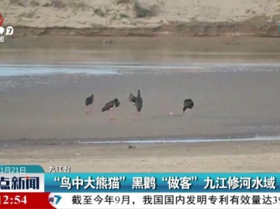 “鸟中大熊猫”黒鹳“做客”九江修河水域