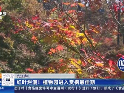 九江庐山：红叶烂漫！植物园进入赏枫最佳期