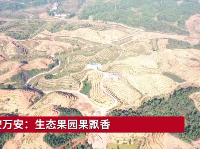 吉安万安：生态果园果飘香