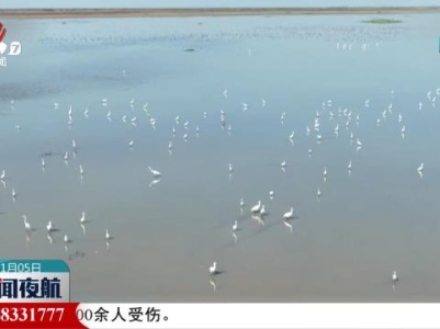 大批越冬候鸟飞抵鄱阳湖
